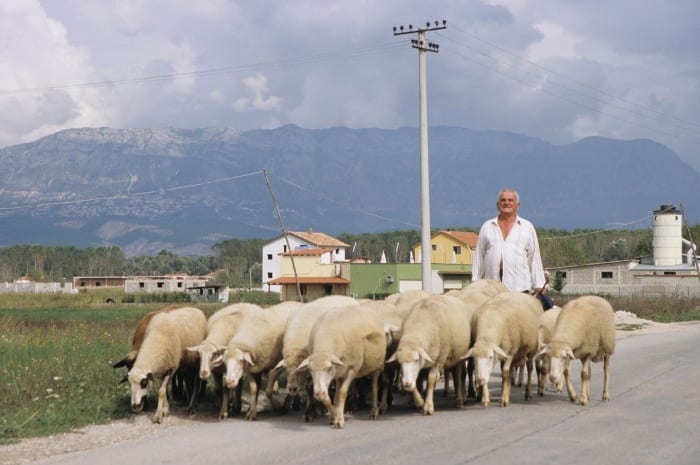 Ovce Albanie