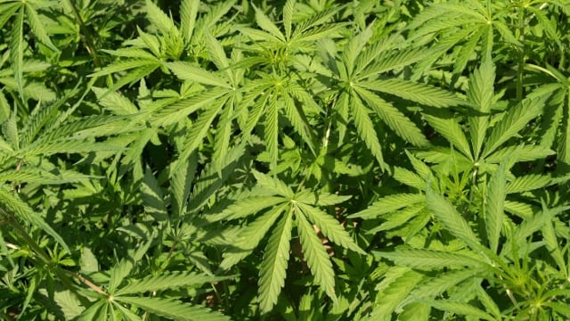 zelené rostliny marihuany
